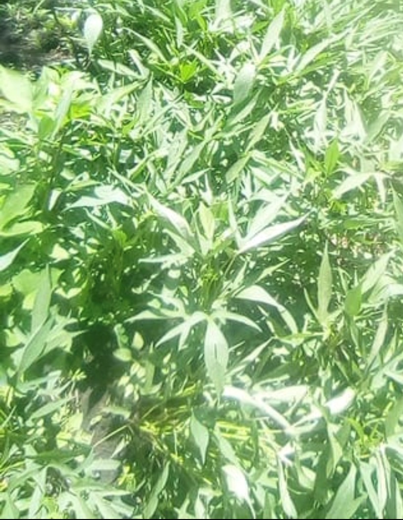 sweet potato
